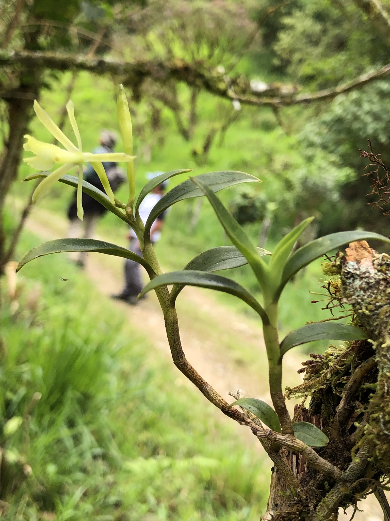 Epidendrum acrobatesii Hágsater & E.Santiago 3