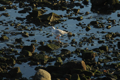 Chroicocephalus maculipennis