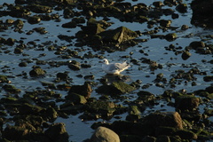 Chroicocephalus maculipennis