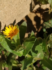 Calendula arvensis