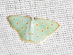 Comostolopsis stillata stillata