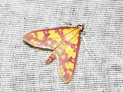 Stenochora lancinalis
