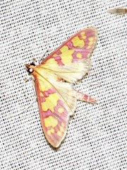 Stenochora lancinalis