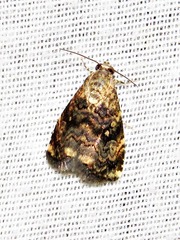 Ozarba apicalis