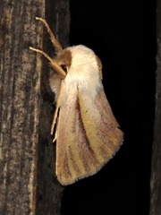 Polienus capillata