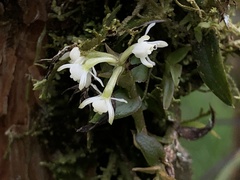 Epidendrum nanosimplex