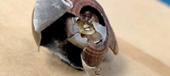 Powelliphanta marchanti