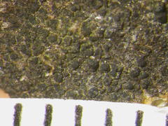 Scoliciosporum