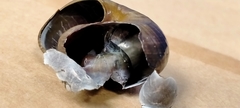 Powelliphanta marchanti