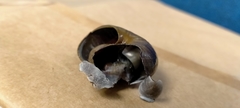 Powelliphanta marchanti