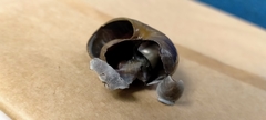 Powelliphanta marchanti