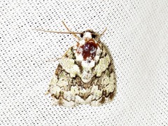Blenina squamifera