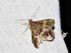 Chiasmia umbrata
