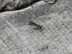 Plagioneurus univittatus