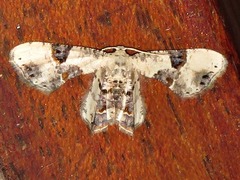 Leucoplema dohertyi