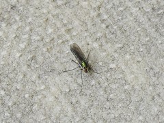 Plagioneurus univittatus