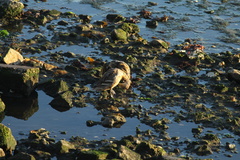 Anas georgica spinicauda