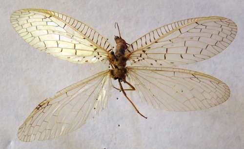Chloronia mexicana photo 3