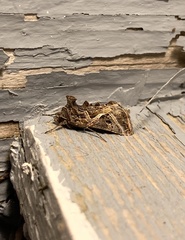 Autographa flagellum