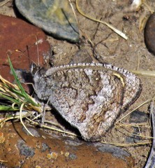 Pampasatyrus yacantoensis