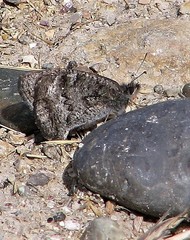 Pampasatyrus yacantoensis