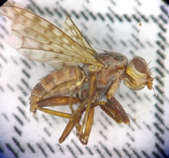 Pherbellia schoenherri