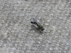 Plagioneurus univittatus
