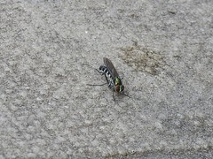 Plagioneurus univittatus