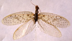 Chloronia mirifica