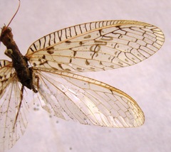 Chloronia mirifica