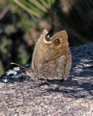 Pampasatyrus yacantoensis