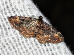 Melanthia ustiplaga