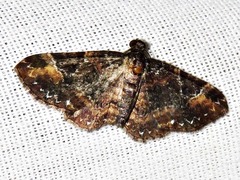 Melanthia ustiplaga