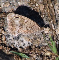 Pampasatyrus yacantoensis