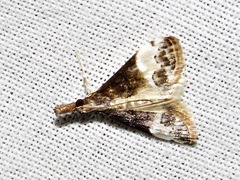 Autocharis sinualis
