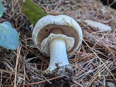 Agaricus