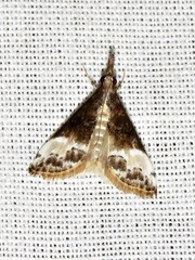 Autocharis sinualis