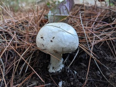 Agaricus