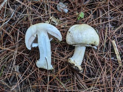 Agaricus