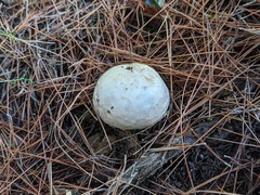 Agaricus