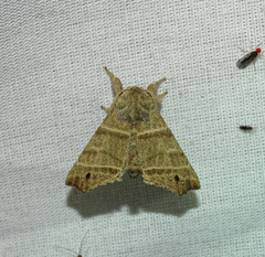 Olceclostera truncata