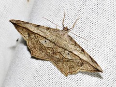 Chiasmia simplicilinea