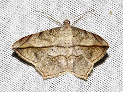 Chiasmia simplicilinea