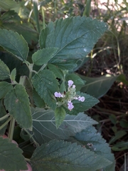Teucrium vesicarium