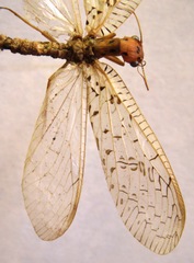 Chloronia mirifica