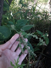 Teucrium vesicarium