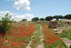 Papaver rhoeas