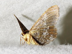 Chiasmia confuscata