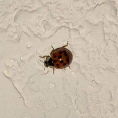 Harmonia axyridis