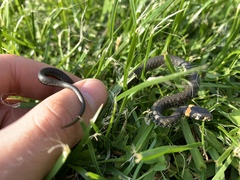 Natrix natrix